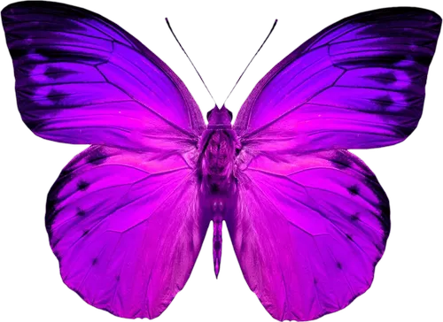 Purple butterfly